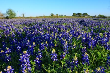 Estos son los mejores campos para ver las blubonnets en Texas